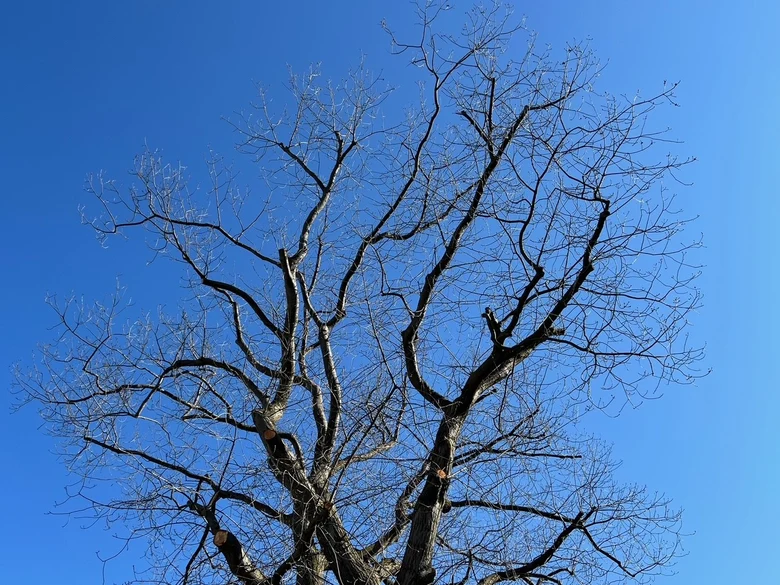 Baumkrone vor blauem Himmel